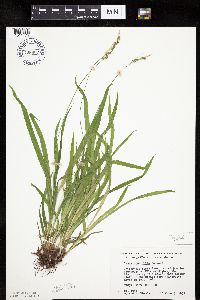 Carex hirtifolia image