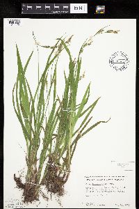 Carex hirtifolia image