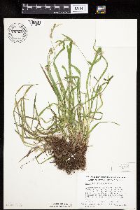 Carex hirtifolia image