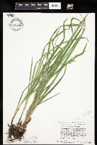 Carex hirtifolia image