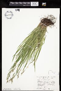 Carex hirtifolia image