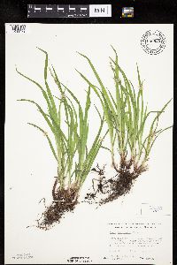 Carex hirtifolia image