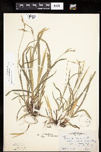 Carex hirtifolia image