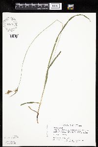 Carex hirtifolia image