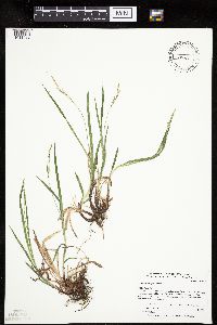 Carex hirtifolia image