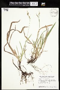 Carex hirtifolia image