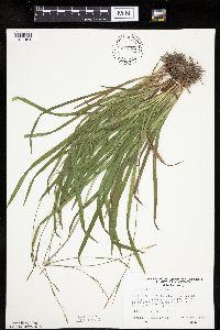 Carex hirtifolia image