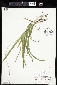 Carex hirtifolia image