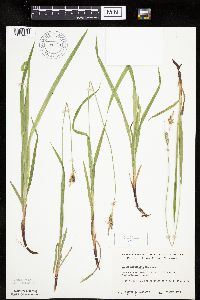 Carex hirtifolia image