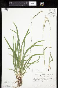 Carex hirtifolia image