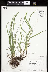 Carex hirtifolia image