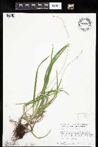 Carex hirtifolia image
