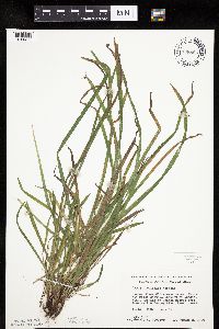 Carex hirtifolia image