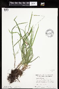 Carex hirtifolia image