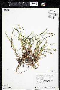 Carex hirtifolia image