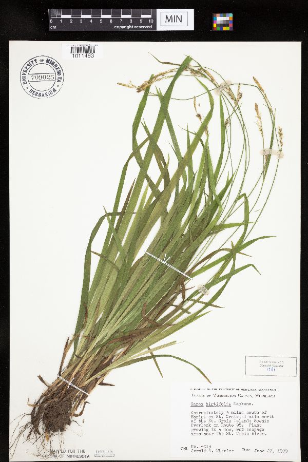 Carex hirtifolia image