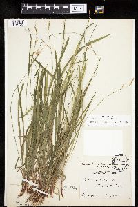 Carex hirtifolia image