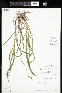 Carex hirtifolia image