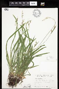 Carex hirtifolia image