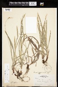 Carex hirtifolia image