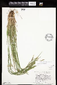Carex hitchcockiana image