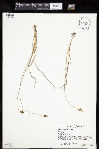 Carex hoodii image