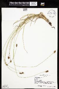 Carex hoodii image
