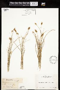 Carex hoodii image