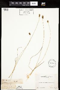 Carex hoodii image