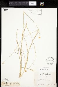 Carex hoodii image