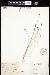 Carex hoodii image
