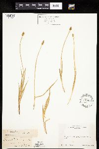Carex hoodii image