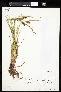Carex houghtoniana image