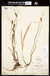 Carex houghtoniana image
