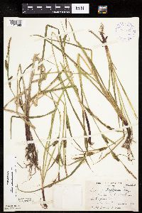 Carex houghtoniana image