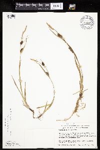 Carex houghtoniana image