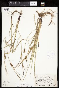 Carex houghtoniana image
