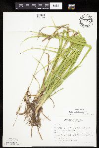 Carex houghtoniana image