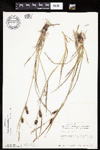 Carex houghtoniana image