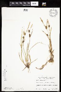 Carex houghtoniana image