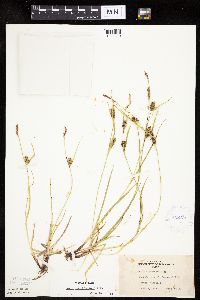 Carex houghtoniana image