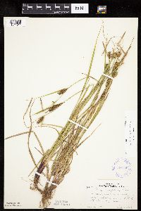 Carex houghtoniana image