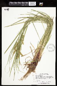 Carex hystericina image