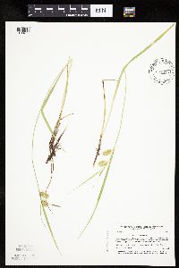 Carex hystericina image