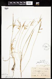 thumbnail image of current specimen