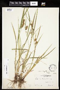 Carex hystericina image