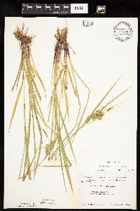 Carex hystericina image