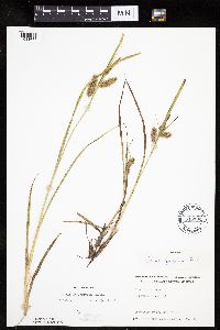 Carex hystericina image