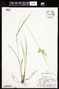 Carex hystericina image