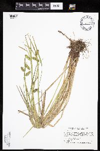Carex hystericina image